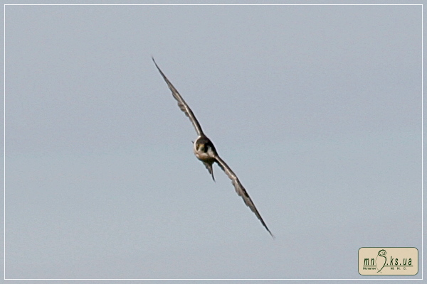 Сапсан (Falco peregrinus) Сапсан (Falco peregrinus)