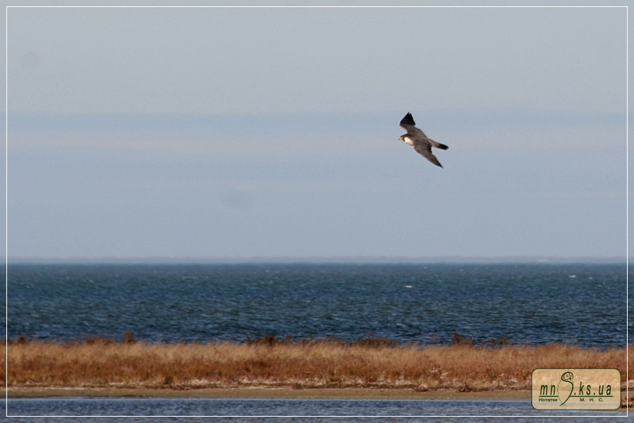 Сапсан (Falco peregrinus) Сапсан (Falco peregrinus)