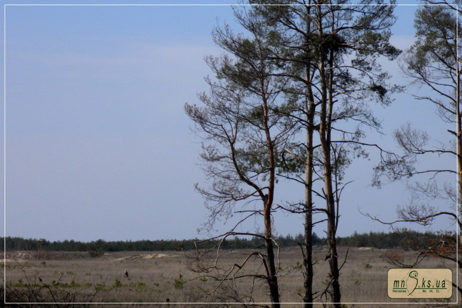 Гніздо орлана-білохвоста Haliaeetus albicilla Гніздо орлана-білохвоста Haliaeetus albicilla