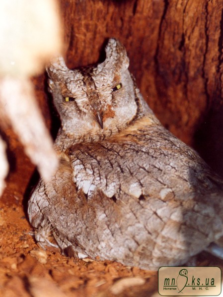Совка (Otus scops) Совка (Otus scops)